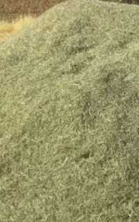 یونجه