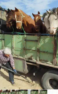 اسب باری