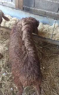 بره