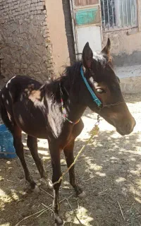 یک عدد کره اسب مادیون