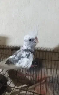جوجه عروس هلندی