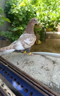 ی جفت جوجه بالغ سه ماه