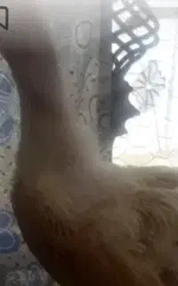 جوجه اردک