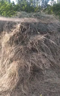یونجه و علف