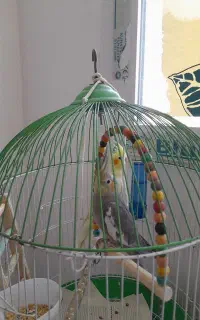 عروس هلندی