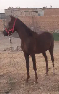 اسب عرب ایرانی اصل