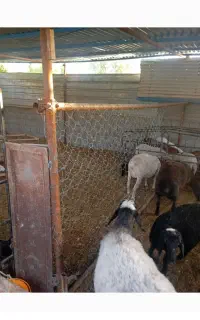 کودگوسفندی