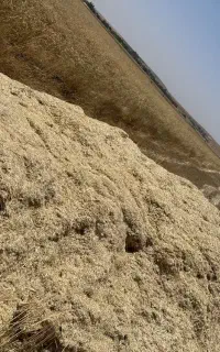 فروش کاه گندم دیم خرمن