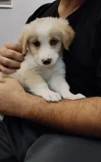 سگ باهوش