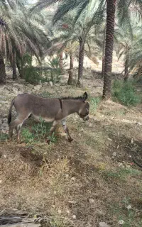 الاغ صفر. بارنکشیده حتی سواری هم نداده.تولد.عید403