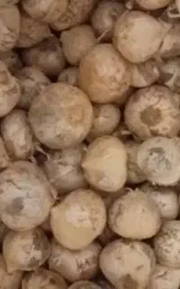 موسیر داری اسنم