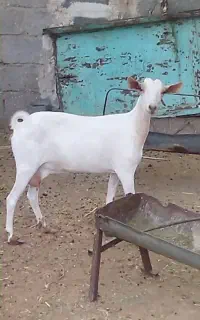 بز دورگ‌ پوست چرب