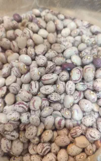 لوبیا چیتی بوجاری شده
