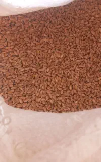 گندم درجه یک