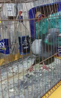 گفتر مسافتی