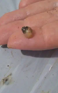 حلزون البینو