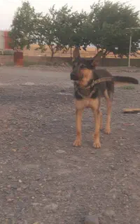 سگ‌ژرمن