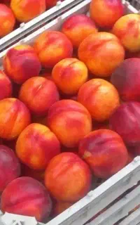 شلیل ابدار و ارگانیک پنج جعبه کیلو ۸۰