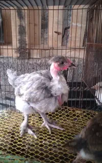 جوجه مرغ گردن لختی