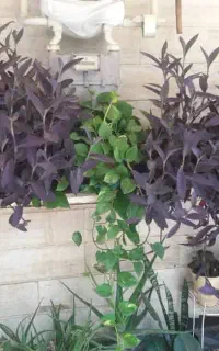 گلهای طبیعی