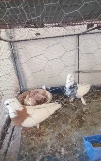 طوق سرور با جوجه