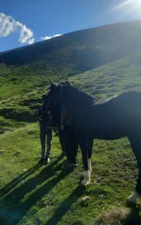 اسب کورد ۴به ۵سال