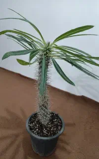 نخل ماداگاسکار
