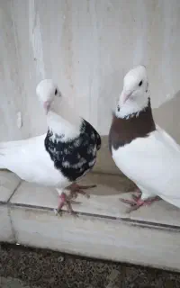 کبوتر