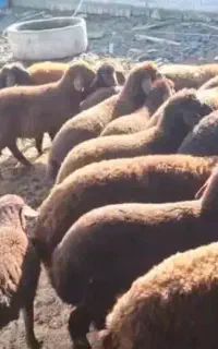 ۳۵راس بره نر افشاری