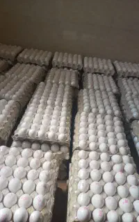 همکار خانم جهت سورتینگ تخم مرغ