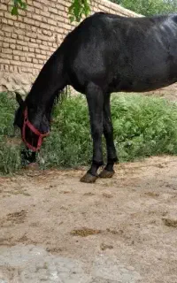 اسب نریون مشکی یورقه