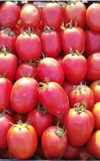 گوجه برای رب و مصرف خانگی