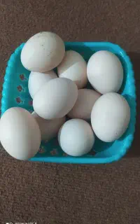 تخم مرغ