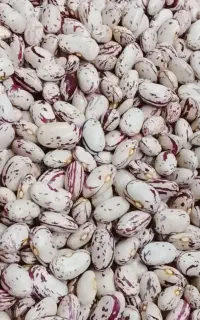 لوبیا چیتی