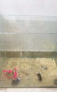 همستر مولد