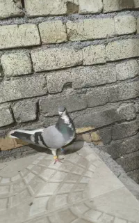 چراغ هورن دار