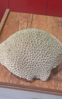 سنگ مرجان ماهی لجن خوار