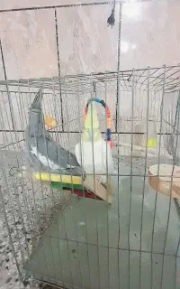 سلام عروس هلندی سالم نرو ماده