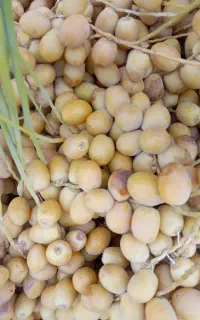 خارک و رطب