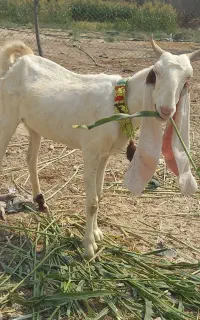 معاوضه بز گلابی اصل با بز دورگ کهره دار