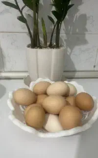 تخم مرغ محلی