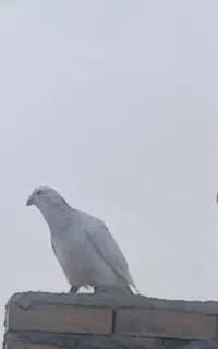 سلام دوستان کفتر گم شده