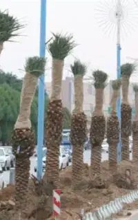 نخل شاهان