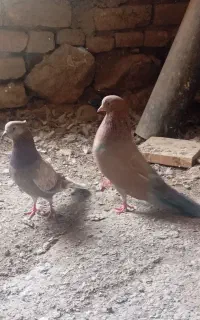 کبوترپرشی
