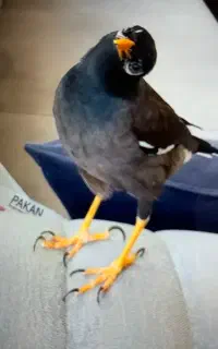 گمشده