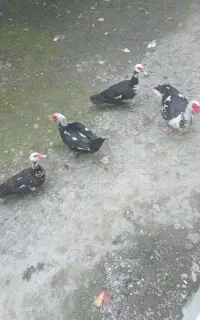 اردک