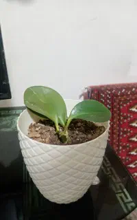 گلدان