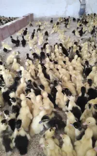 جای بلا استفاده داری با هم جوجه‌کشی کنیم