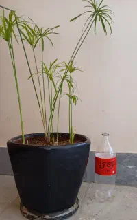 گلدان بزرگ