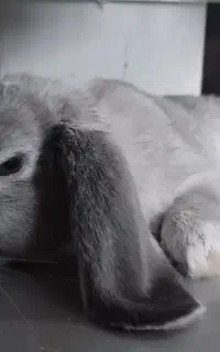 خرگوش لوپ نر